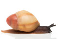 Archachatina marginata grevillei Cameroon juvenil 3cm